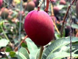 沖縄県宮古島産完熟アップルマンゴー2kgセット(4〜6玉、秀品「ルージュ・クラシック」)